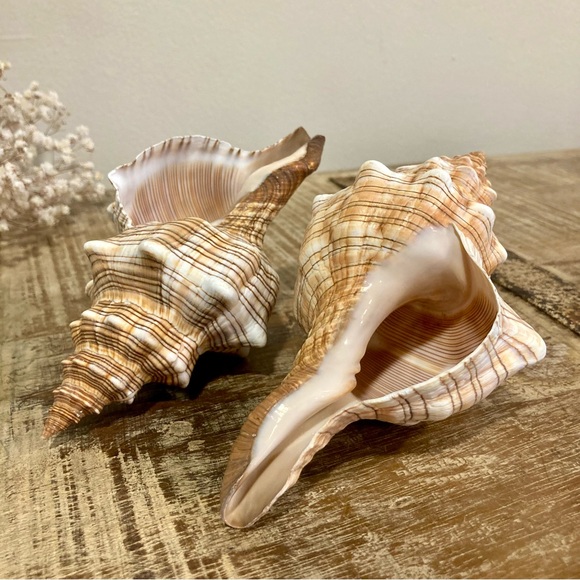 None Other - 2 Seashells Cream / Light Orange / Brown Neutral Decor Beach Shell Nautical